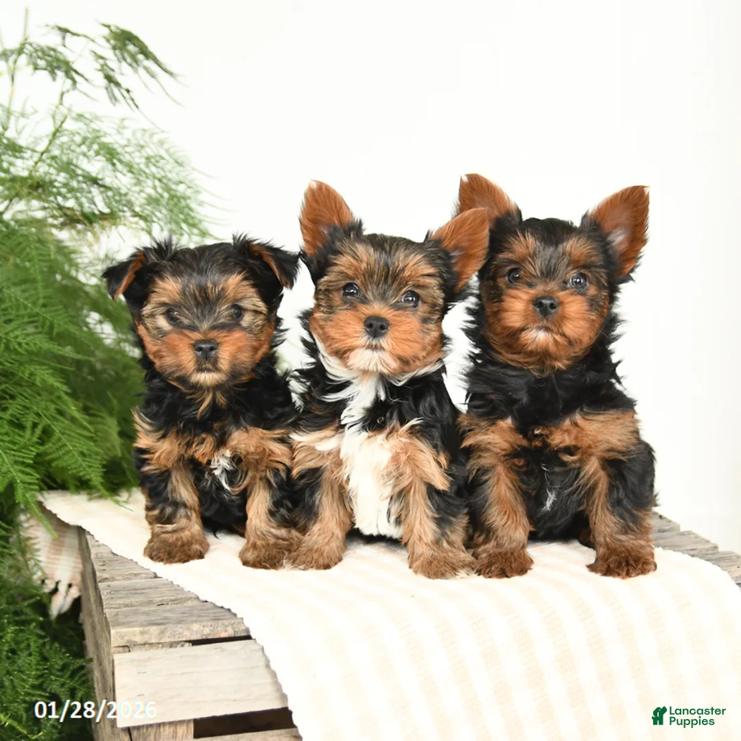 Yorkshire Terrier dogs for sale: Mason - Ad 5