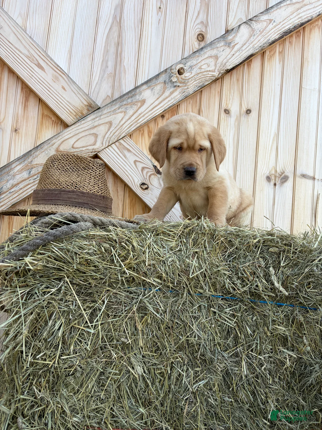 Labrador Retriever dogs for sale: Rocket - Ad 2