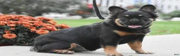French Bulldog dogs for sale: Renee  - Ad 4
