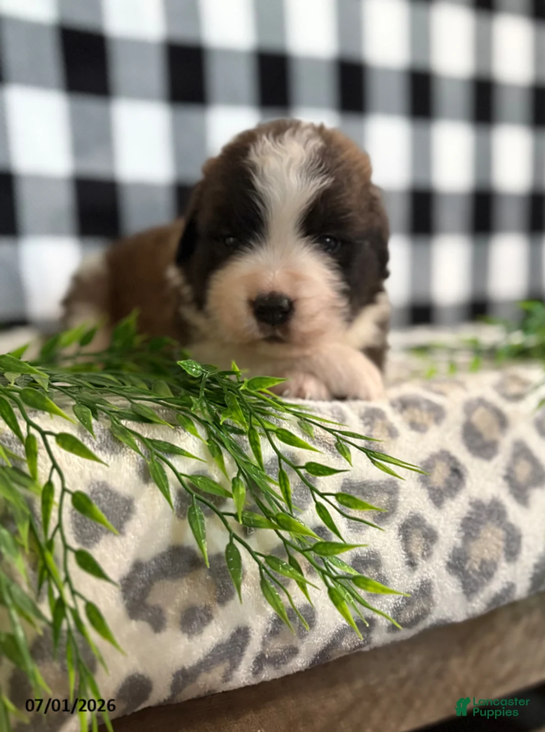 Saint Bernard dogs for sale: Chevy - Ad 1