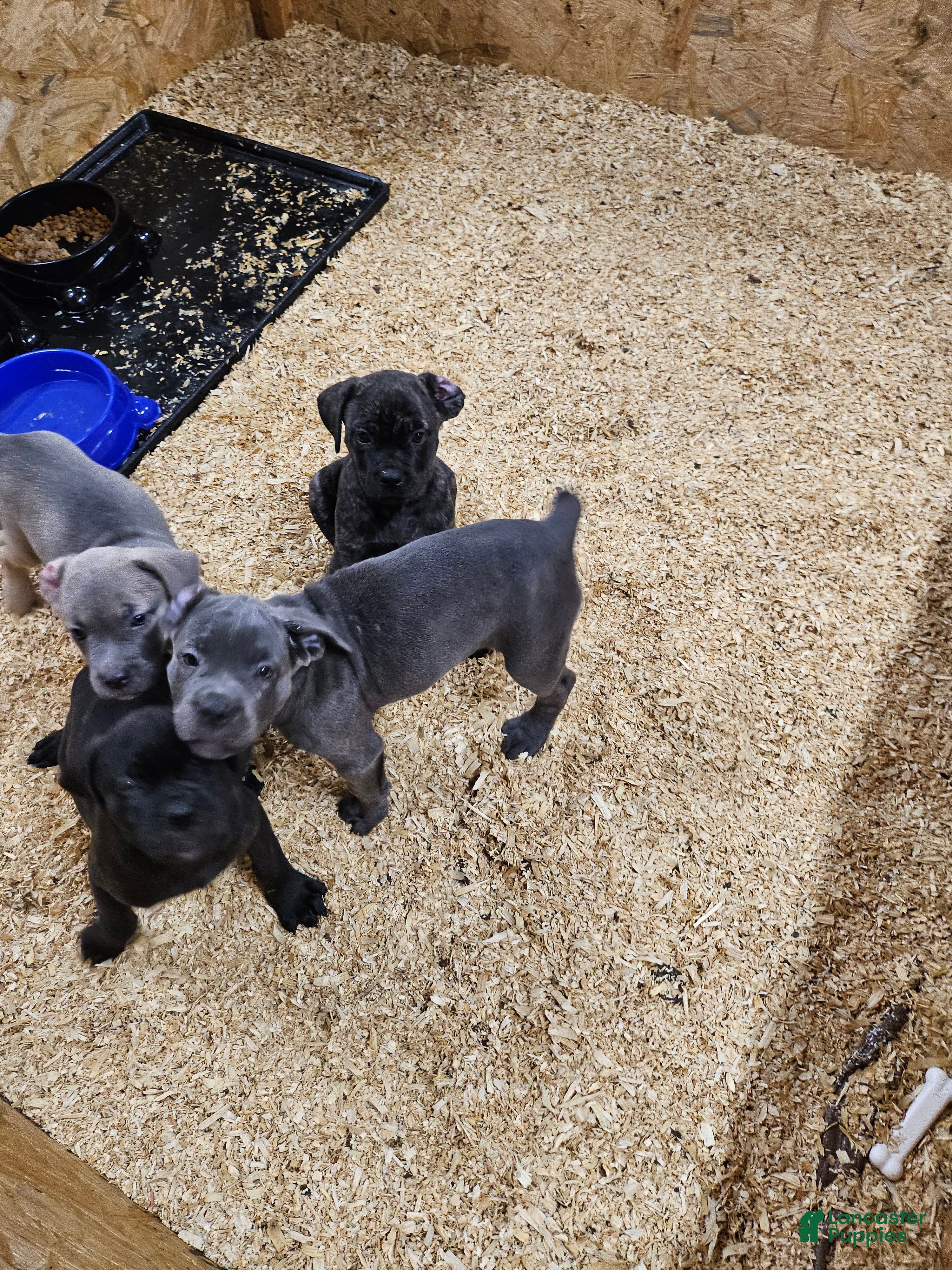 Cane Corso dogs Cane Corso 1 - Ad 31