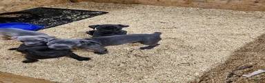 Cane Corso 1