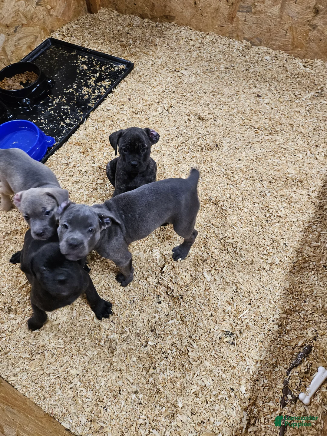 Cane Corso dogs for sale: Cane Corso 1 - Ad 1