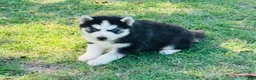 Siberian Husky dogs for sale: Siberian Husky 2 - Ad 13