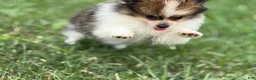 Pomeranian dogs for sale: ACA Minnie  - Ad 7