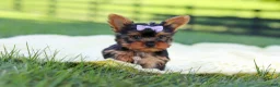 Yorkshire Terrier dogs for sale: Miranda - Ad 12