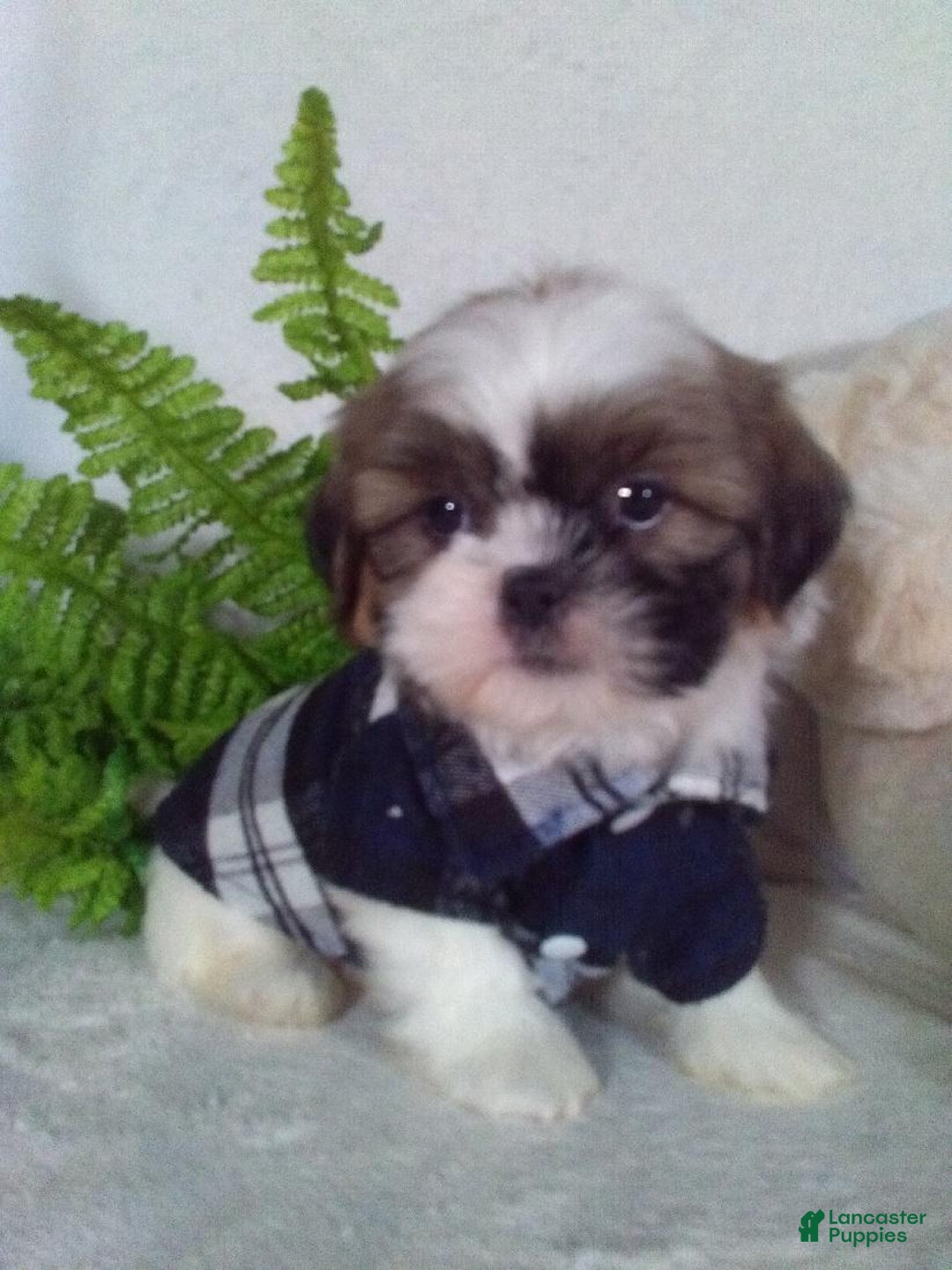 Shih Tzu dogs for sale: Cleo - Ad 2