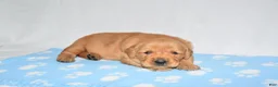 Golden Retriever dogs for sale: April - Ad 3