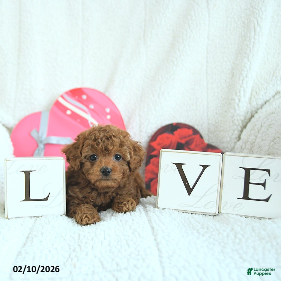 Toy Poodle dogs Bentley HOUSE RAISED - Ad 27