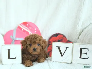 Toy Poodle dogs Bentley HOUSE RAISED - Ad 27