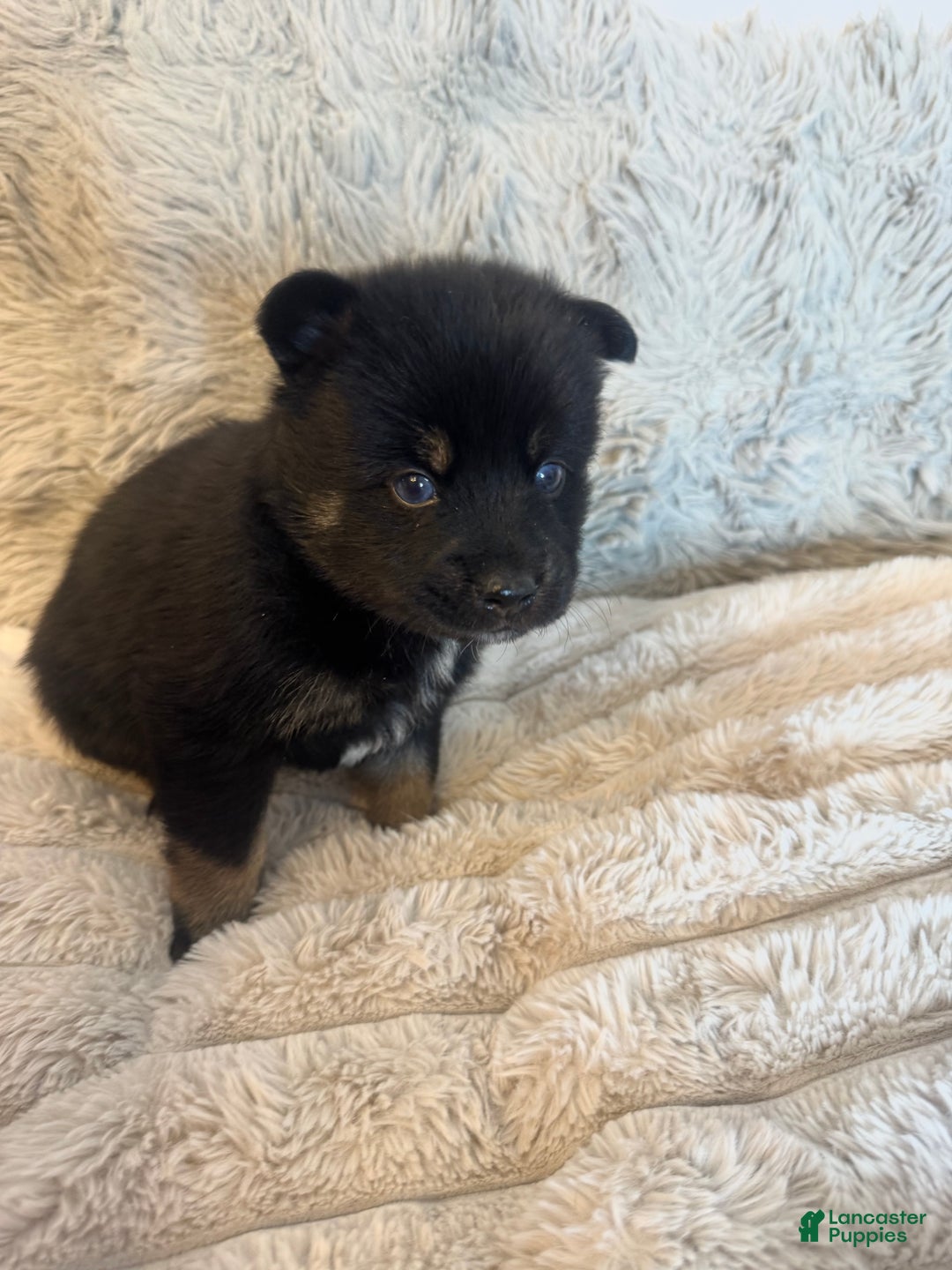 Pomsky dogs for sale: Black Male gold wrists white chest - Ad 7