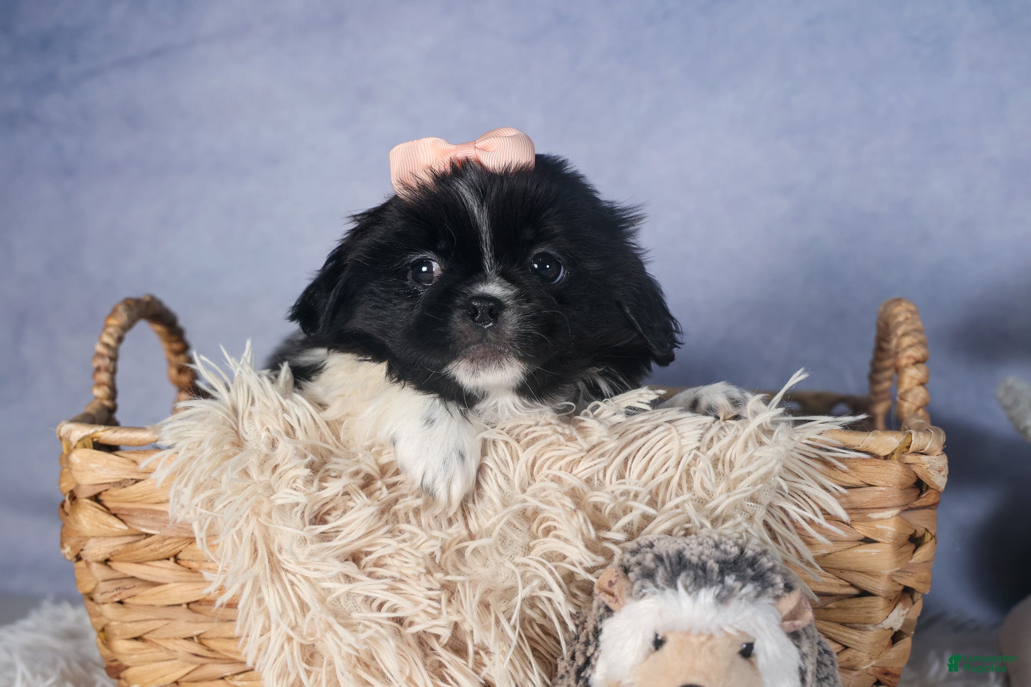 Shih Tzu dogs JESSIE - Ad 1