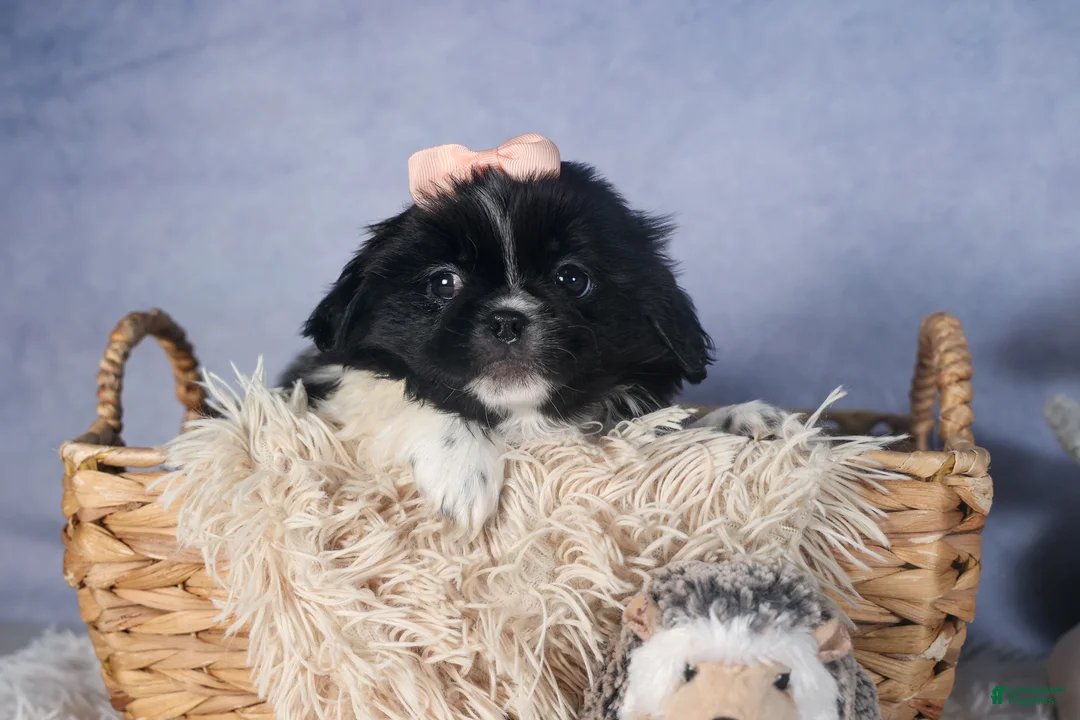 Shih Tzu dogs for sale: JESSIE - Ad 1