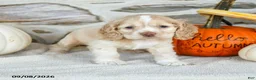 English Cocker Spaniel dogs for sale: Rosy - Ad 1