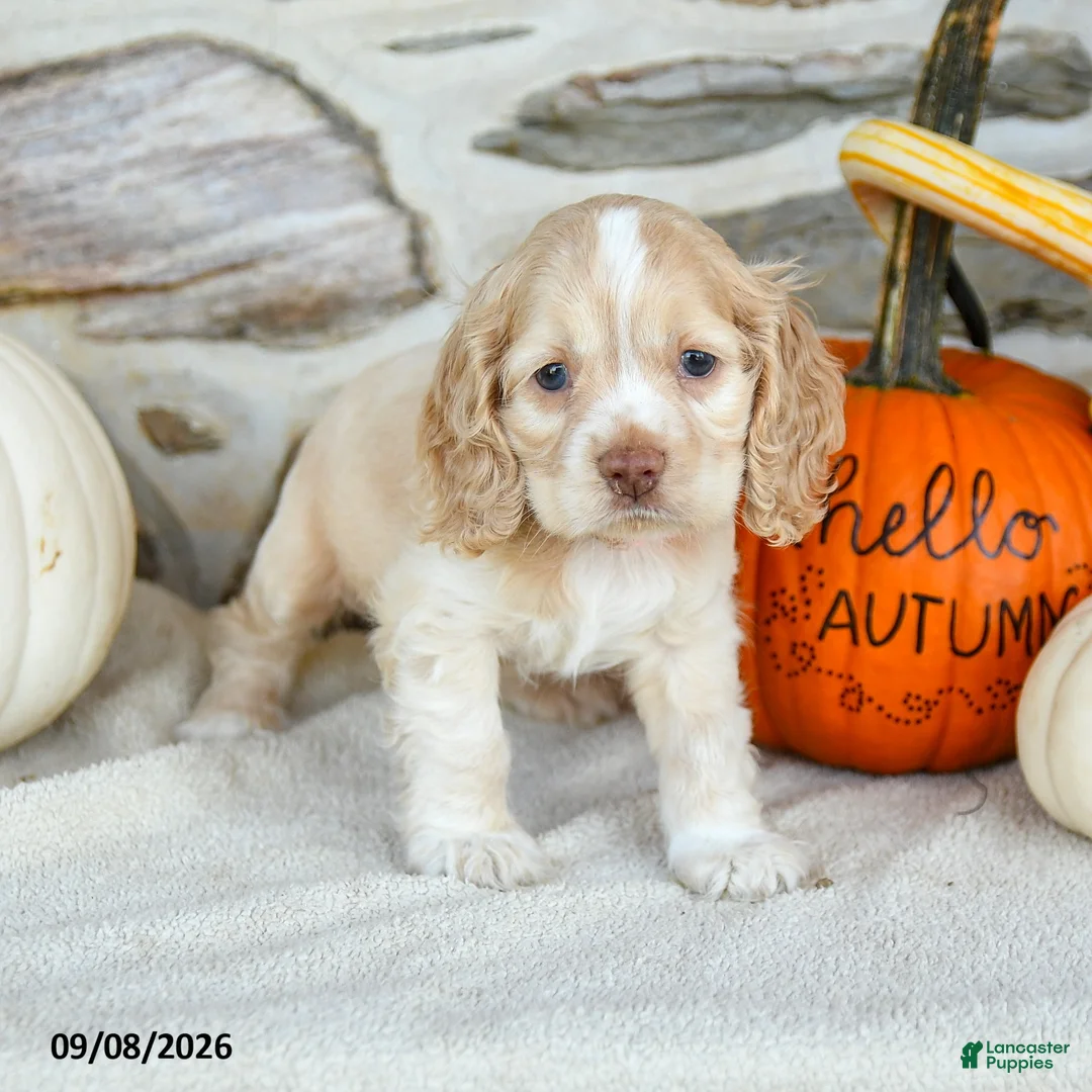 English Cocker Spaniel dogs for sale: Rosy - Ad 1