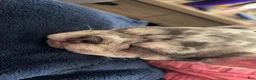 French Bulldog dogs for sale: Violet  - Ad 2