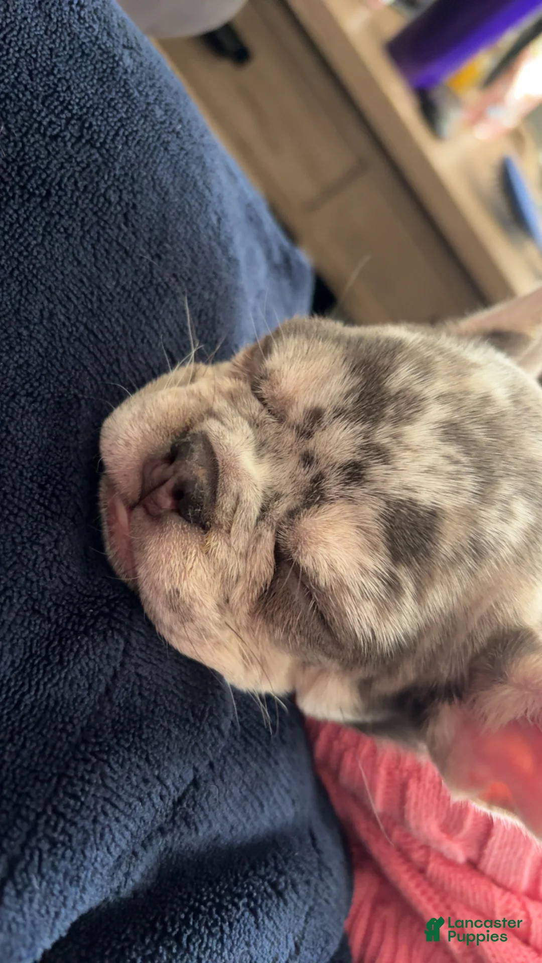 French Bulldog dogs for sale: Violet  - Ad 2
