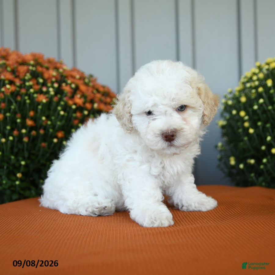 Miniature Poodle dogs Oscar - Ad 2