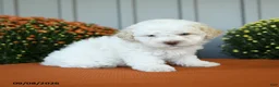 Miniature Poodle dogs for sale: Oscar - Ad 2