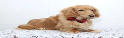 Miniature Dachshund dogs for sale: Zola - Ad 4