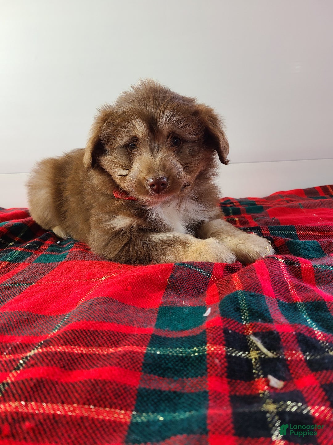 Aussiedoodle dogs for sale: Blake - Ad 6