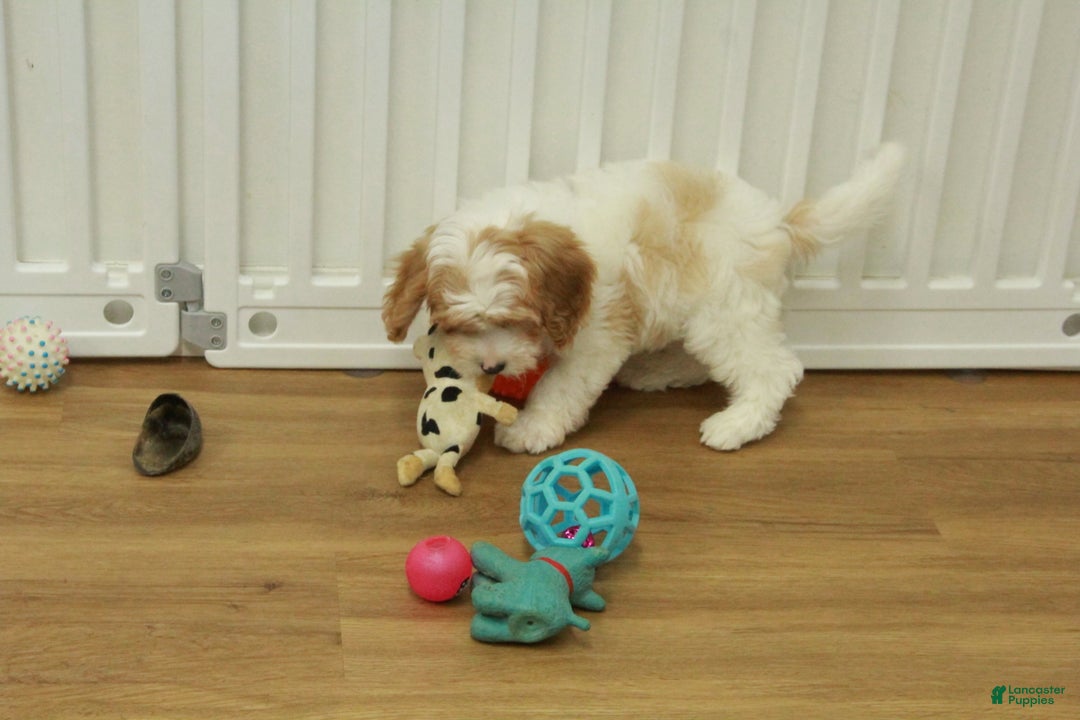 Cavapoo dogs for sale: Mason - Ad 5
