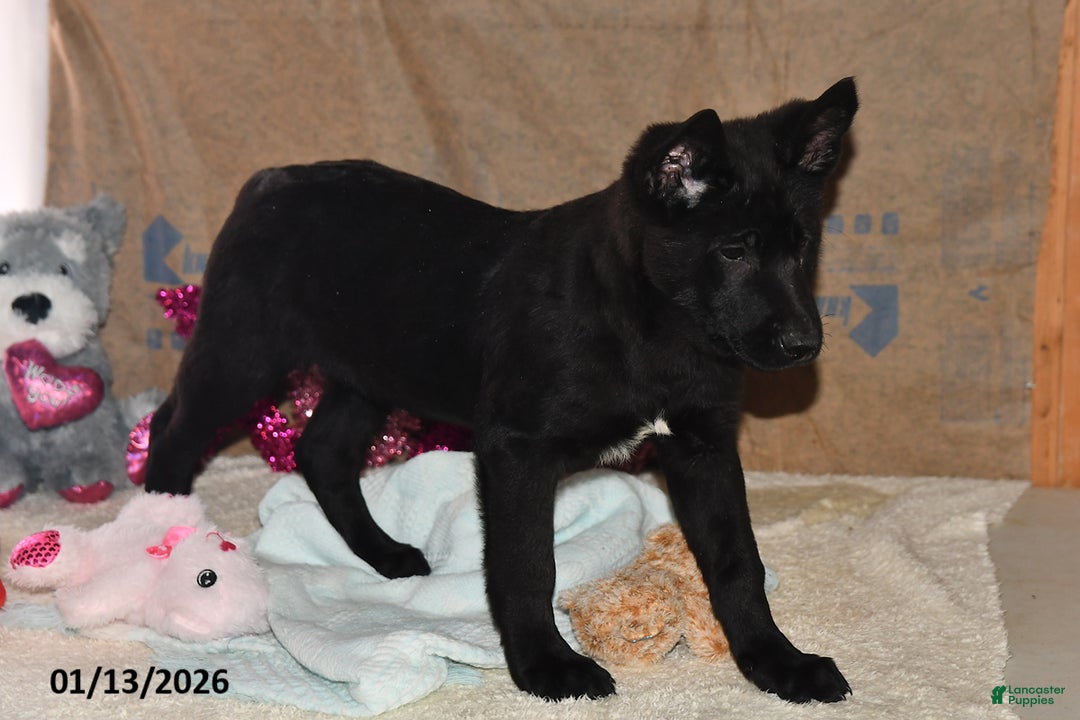 Belgian Malinois dogs for sale: Zeus - Ad 4