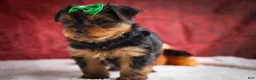 Yorkshire Terrier dogs for sale: DUKE - Ad 16