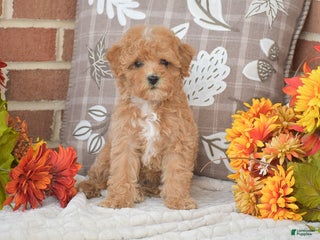 Maltipoo dogs - Ad 15