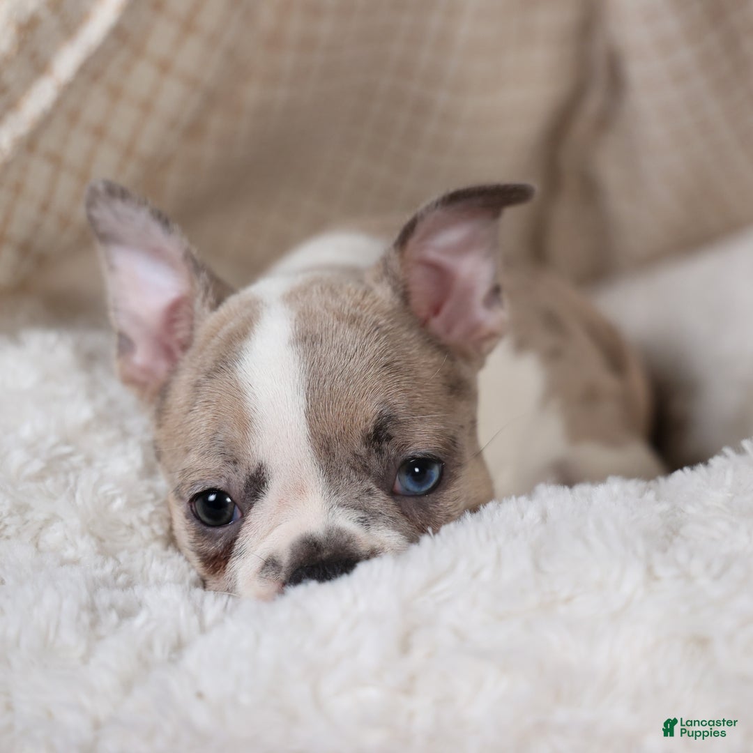 Frenchton dogs for sale: NORA - Ad 6