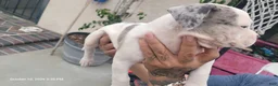 Mixed Breed dogs for sale: Mixed Breed 3 - Ad 2