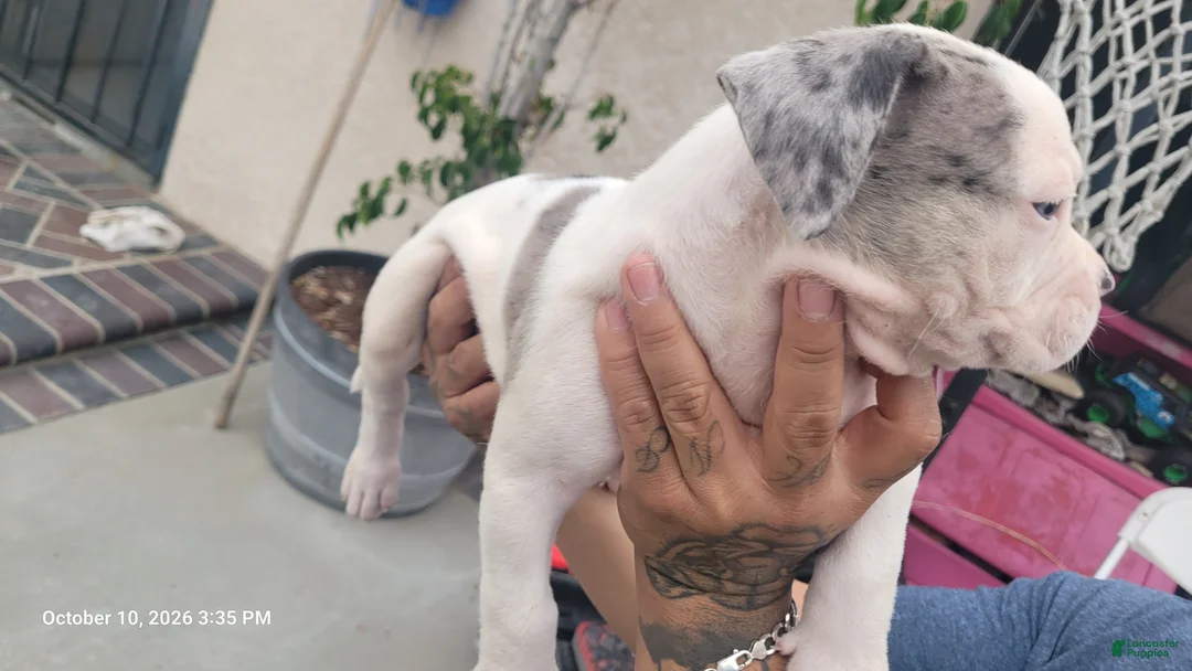 Mixed Breed dogs for sale: Mixed Breed 3 - Ad 2