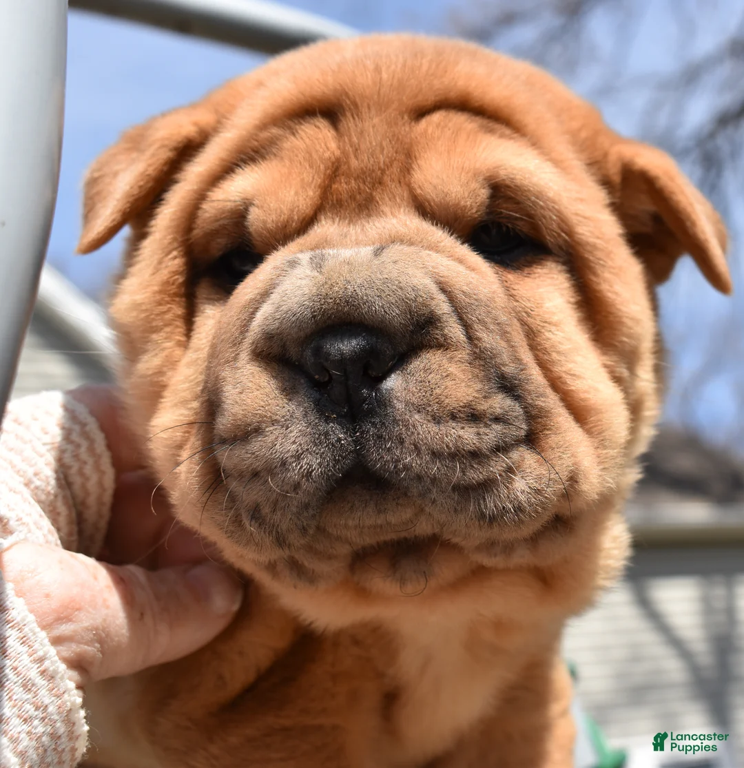 Shar Pei dogs for sale: Shar Pei Puppy 5 - Ad 4