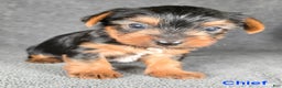 Yorkshire Terrier dogs for sale: Chief - Ad 13