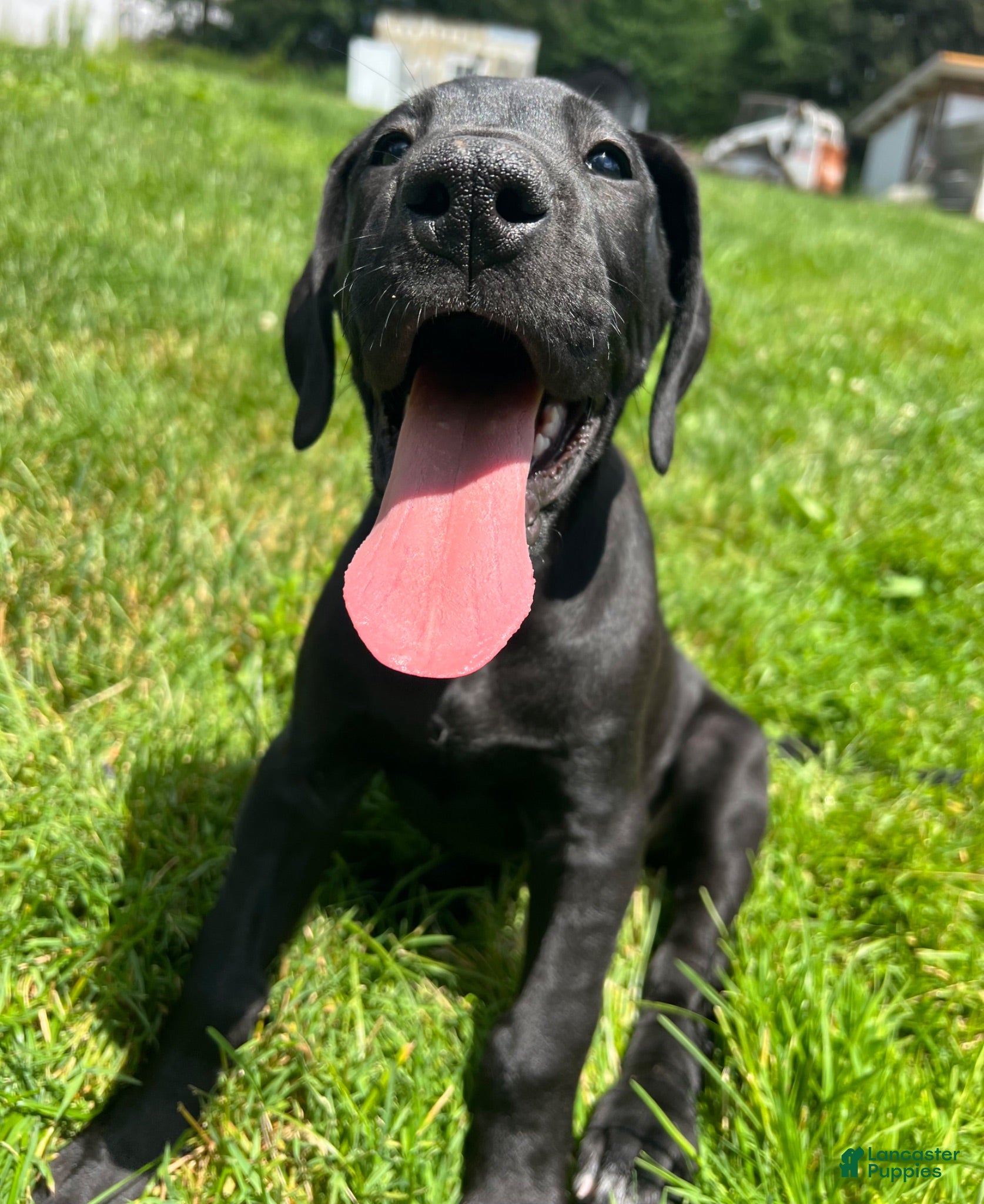 Great Dane dogs Giulia - Ad 2