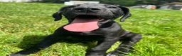 Great Dane dogs for sale: Giulia - Ad 2