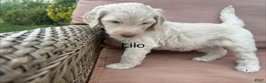 Goldendoodle Puppy 5