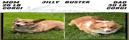 Welsh Corgi Pembroke dogs for sale: Nadia - Ad 11