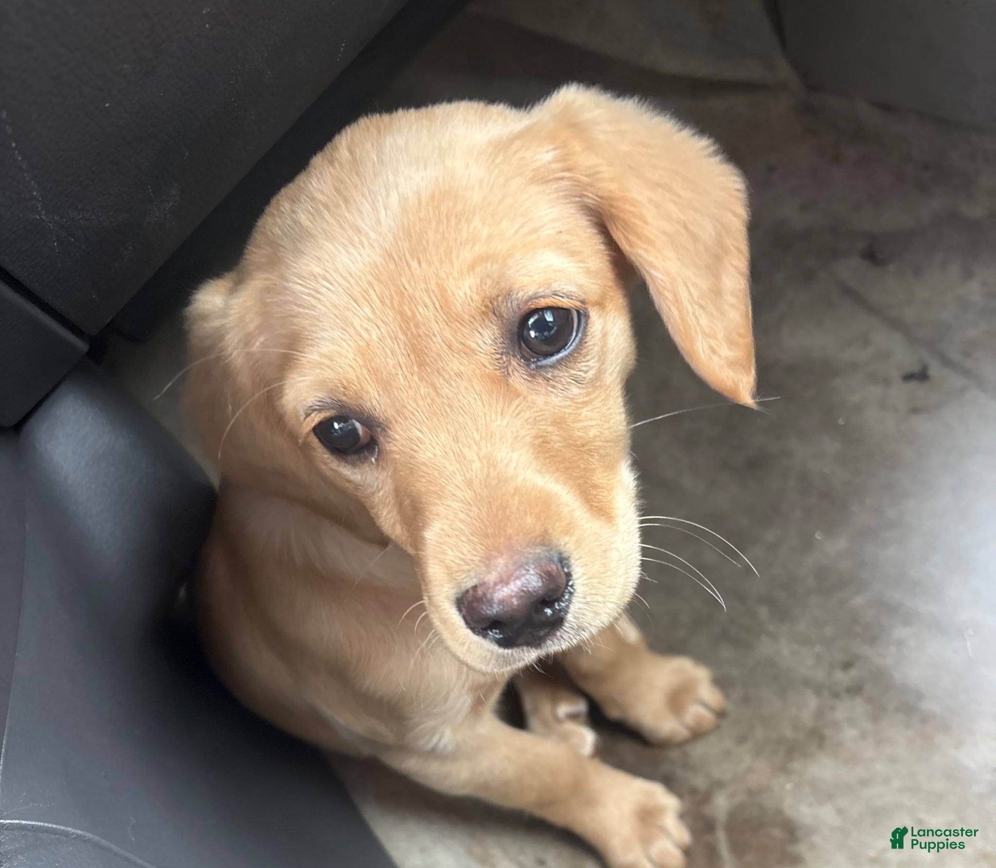 Mixed Breed dogs Mixed Breed Puppy 1 - Ad 9