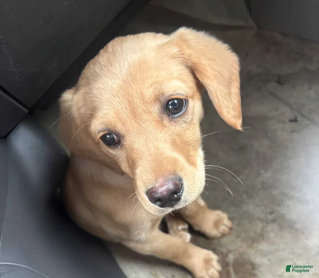 Mixed Breed dogs for sale: Mixed Breed Puppy 1 - Ad 1