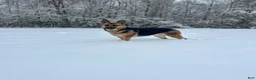 Gerberian Shepsky dogs for sale: Gerberian Shepsky 3 - Ad 9