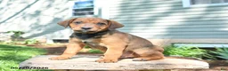 Mixed Breed dogs for sale: Spencer - Ad 1