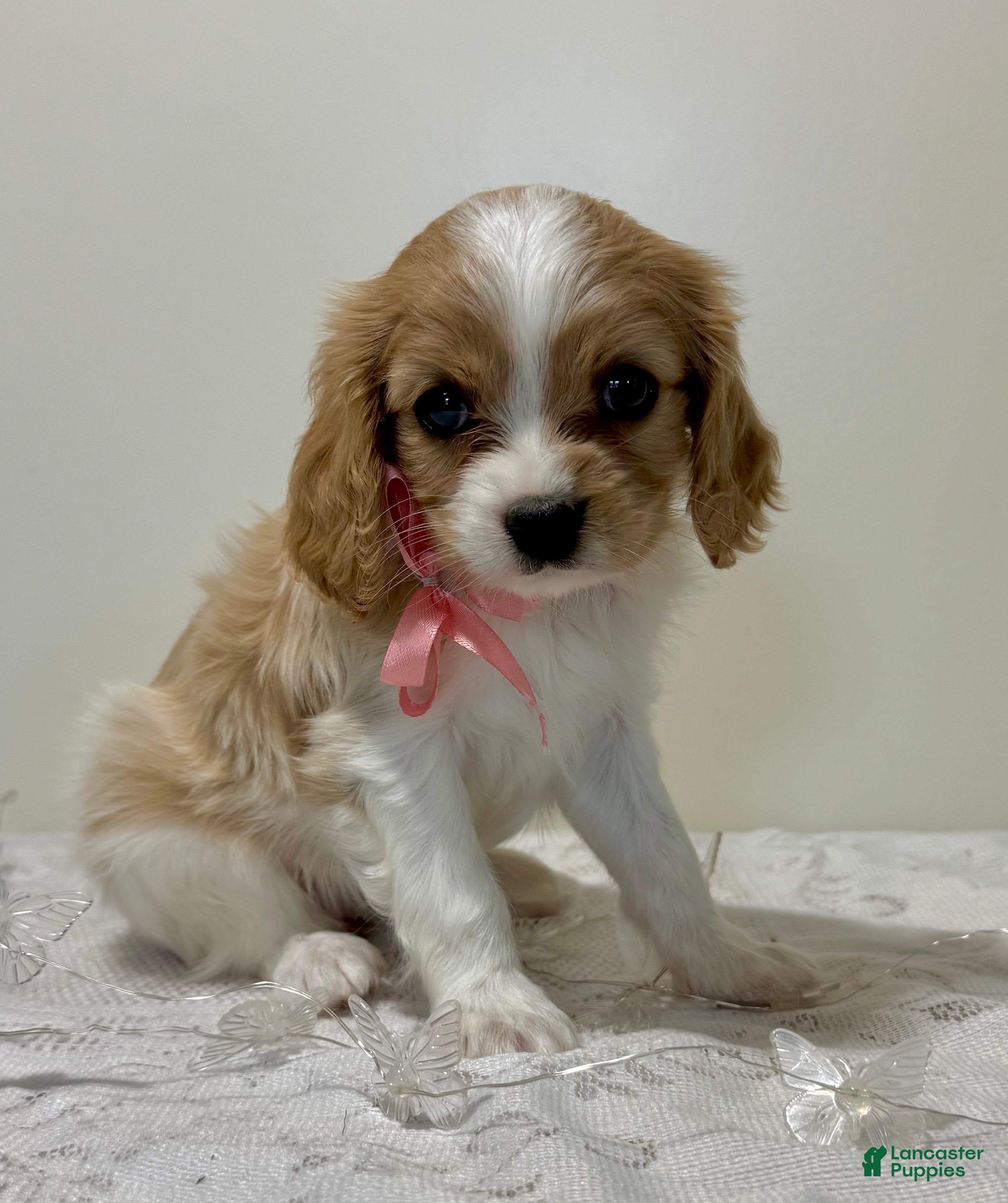 Cavalier King Charles Spaniel dogs Starlight Cavalier King Charles Spaniel  - Ad 1