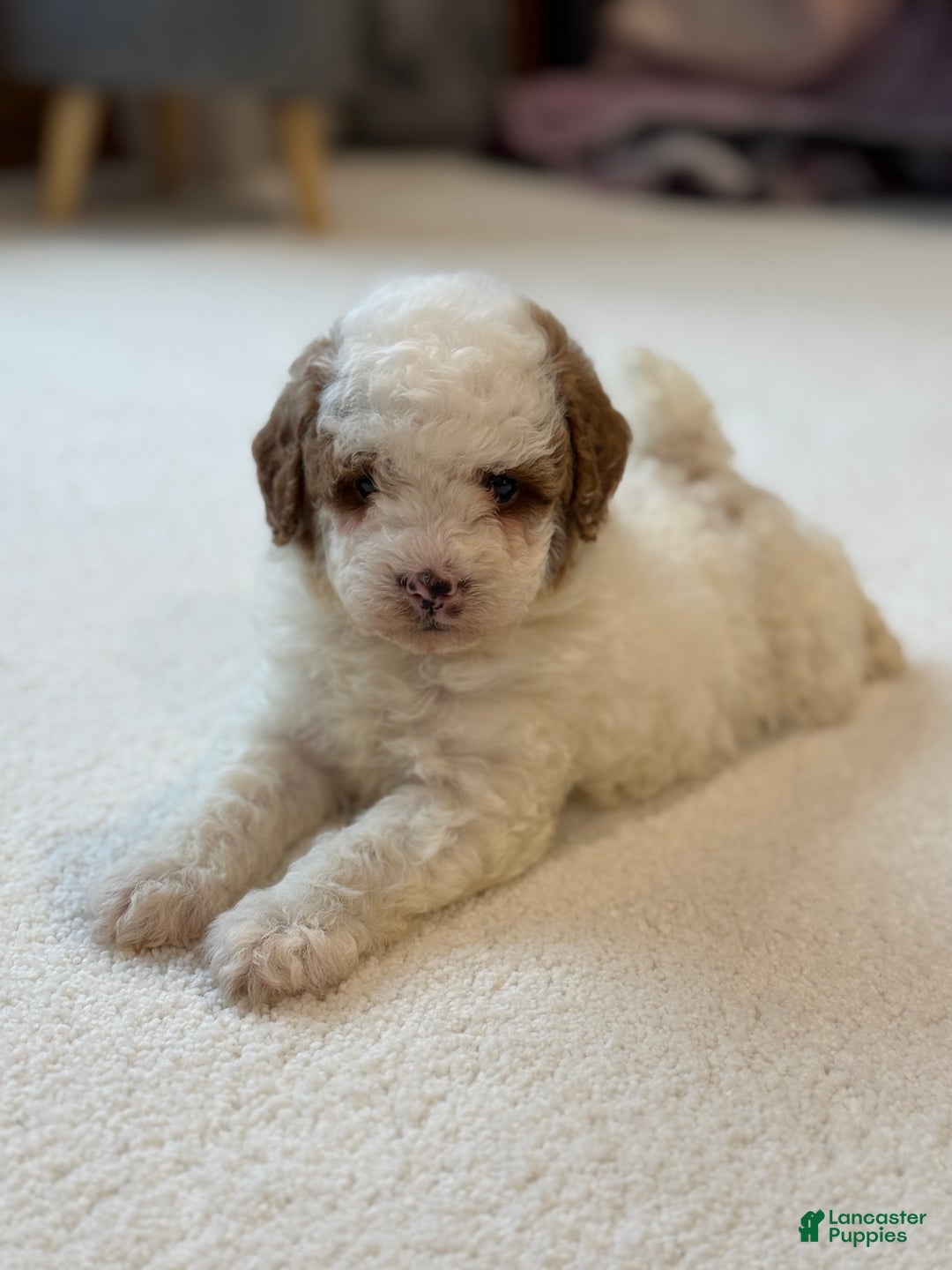 Miniature Poodle dogs for sale: Jasper  - Ad 6