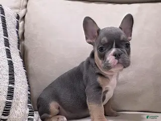 French Bulldog dogs Fletcher - Ad 7
