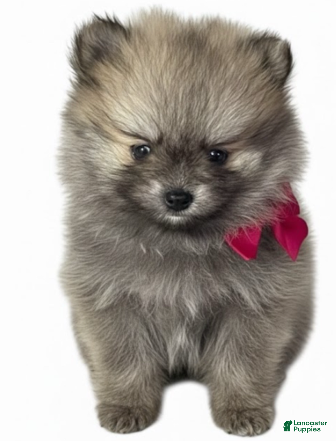 Pomeranian dogs for sale: Pomeranian Boy - Ad 1