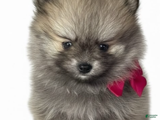 Pomeranian dogs Pomeranian Boy - Ad 8