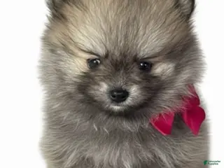 Pomeranian dogs Pomeranian Boy - Ad 12