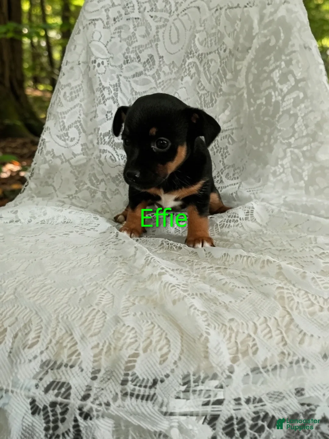 Chihuahua dogs for sale: Chihuahua Puppy 2 - Ad 1