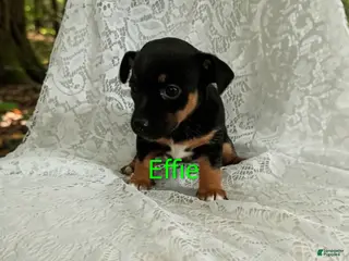 Chihuahua dogs for sale: Chihuahua Puppy 2 - Ad 2